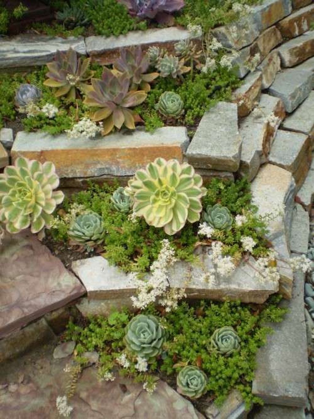 Awesome Succulent Garden Ideas In Your Backyard 01