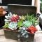 Awesome Succulent Garden Ideas In Your Backyard 07