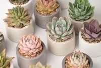 Awesome Succulent Garden Ideas In Your Backyard 08