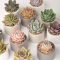 Awesome Succulent Garden Ideas In Your Backyard 08