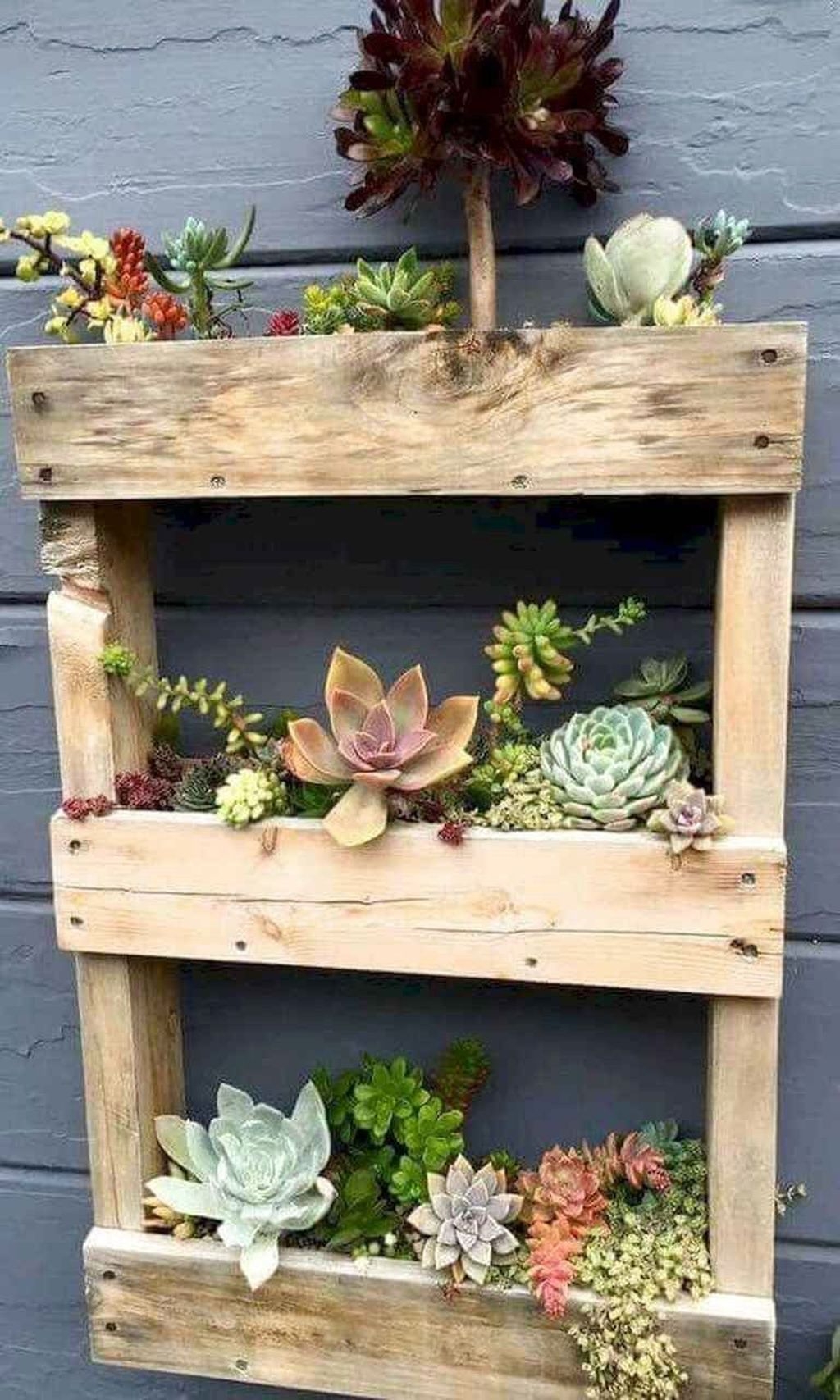Awesome Succulent Garden Ideas In Your Backyard 09