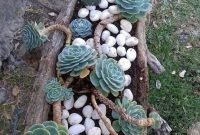 Awesome Succulent Garden Ideas In Your Backyard 16