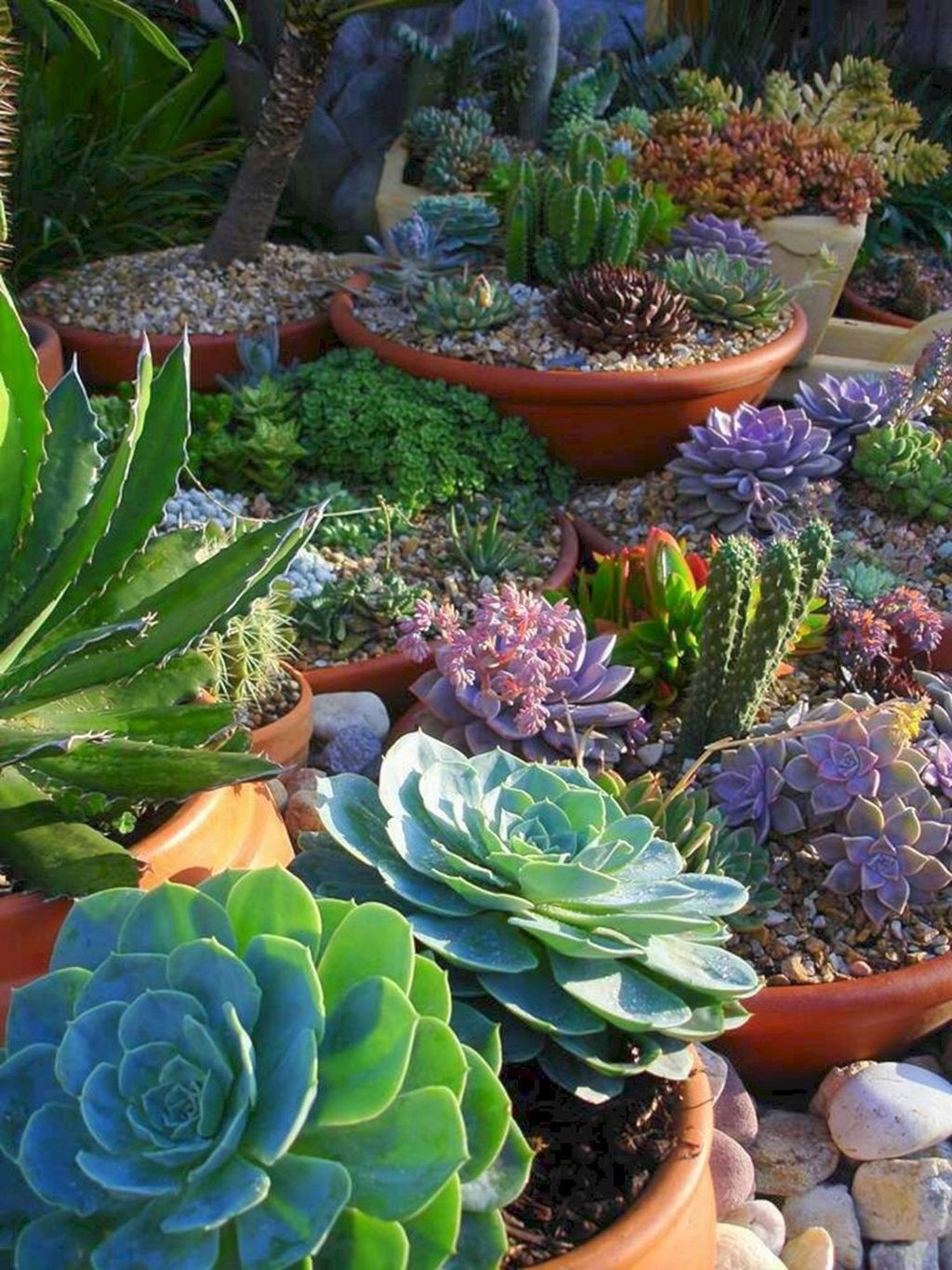 Awesome Succulent Garden Ideas In Your Backyard 20