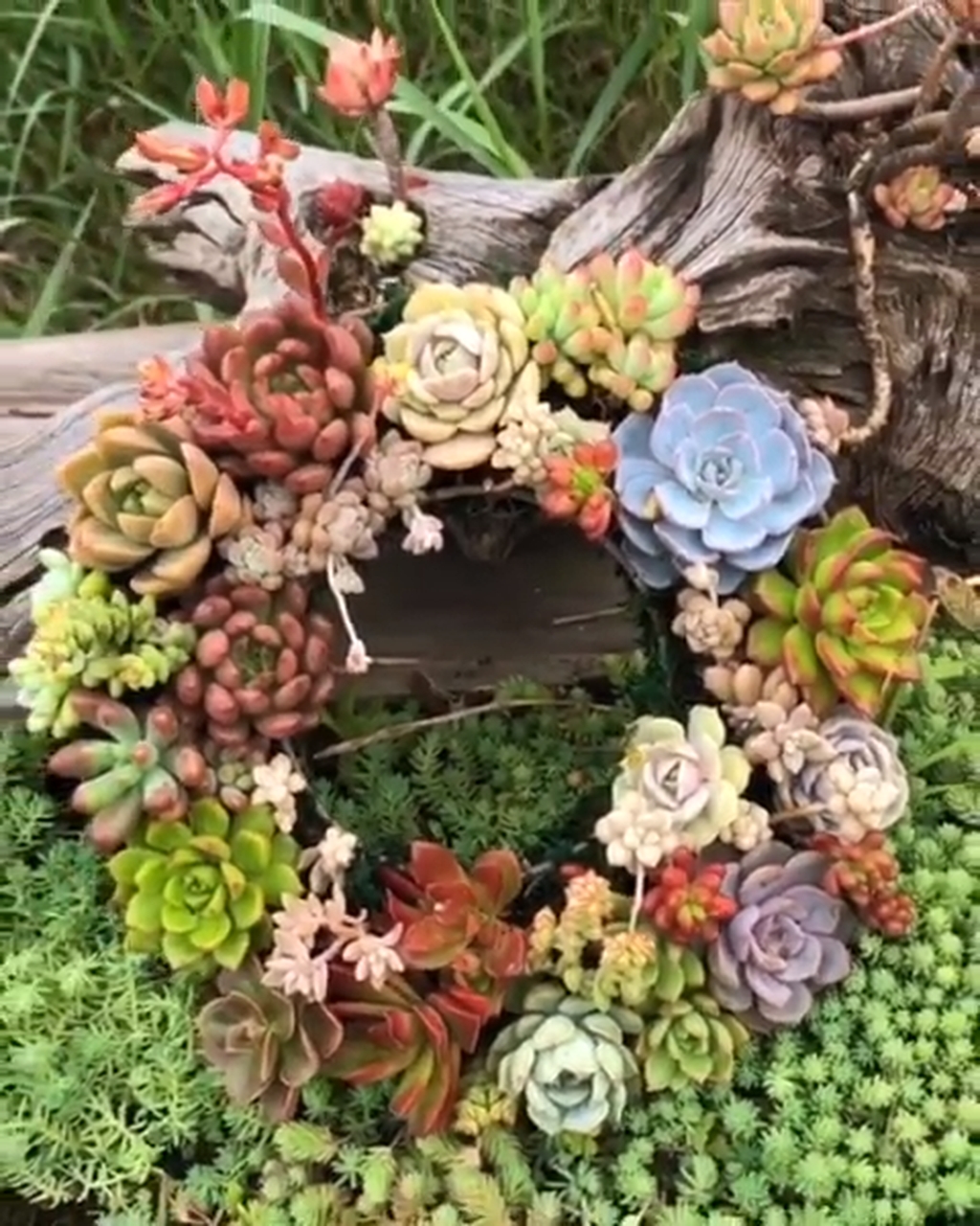 Awesome Succulent Garden Ideas In Your Backyard 25