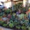 Awesome Succulent Garden Ideas In Your Backyard 43