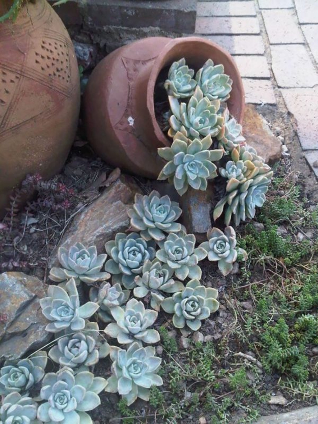 Awesome Succulent Garden Ideas In Your Backyard 45