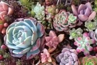 Awesome Succulent Garden Ideas In Your Backyard 47