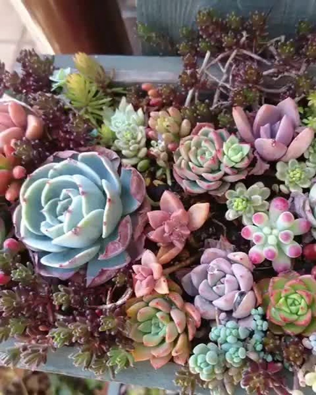 Awesome Succulent Garden Ideas In Your Backyard 47