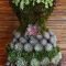 Awesome Succulent Garden Ideas In Your Backyard 50