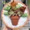 Awesome Succulent Garden Ideas In Your Backyard 52