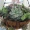 Awesome Succulent Garden Ideas In Your Backyard 53