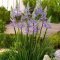 Stunning Small Flower Gardens And Plants Ideas For Your Front Yard 08