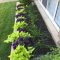 Stunning Small Flower Gardens And Plants Ideas For Your Front Yard 12
