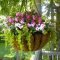 Lovely Hanging Flower To Beautify Your Small Garden In Summer 05