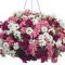 Lovely Hanging Flower To Beautify Your Small Garden In Summer 07