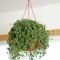 Lovely Hanging Flower To Beautify Your Small Garden In Summer 10