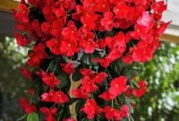 Lovely Hanging Flower To Beautify Your Small Garden In Summer 11