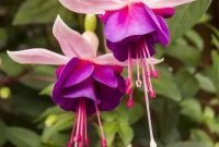 Lovely Hanging Flower To Beautify Your Small Garden In Summer 20