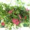 Lovely Hanging Flower To Beautify Your Small Garden In Summer 22