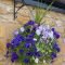 Lovely Hanging Flower To Beautify Your Small Garden In Summer 24