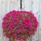 Lovely Hanging Flower To Beautify Your Small Garden In Summer 27