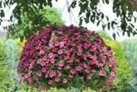 Lovely Hanging Flower To Beautify Your Small Garden In Summer 28