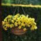 Lovely Hanging Flower To Beautify Your Small Garden In Summer 30