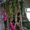 Lovely Hanging Flower To Beautify Your Small Garden In Summer 38