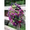 Lovely Hanging Flower To Beautify Your Small Garden In Summer 42