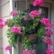 Lovely Hanging Flower To Beautify Your Small Garden In Summer 43