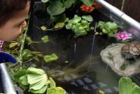 Adorable Fish Ponds Inspirations For Your Home 10