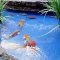 Adorable Fish Ponds Inspirations For Your Home 38